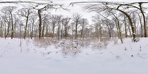Dutch Free 360° HDRI – 012 | Winter Forest scene panoramic version