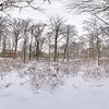 Dutch Free 360° HDRI – 012 | Winter Forest scene